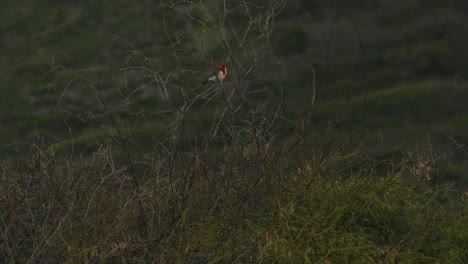 a-Red-crested-cardinal-perches-in-the-brambles-at-Kanea-Point-Oahu-Hawaii