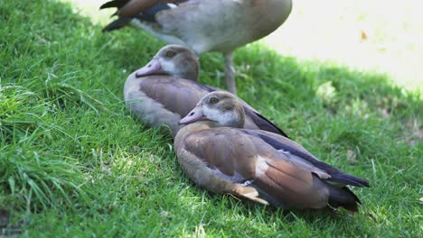Egyptian-Geese-Resting-On-Green-Lawn-Of-Kirstenbosch-Botanical-Garden-In-Cape-Town,-South-Africa