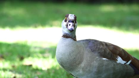 Close-Up-View-Egyptian-Goose-In-Botanical-Garden-Of-Cape-Town,-South-Africa