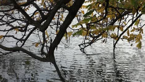 Tree-branches-reflected-in-water-surface-with-ripples