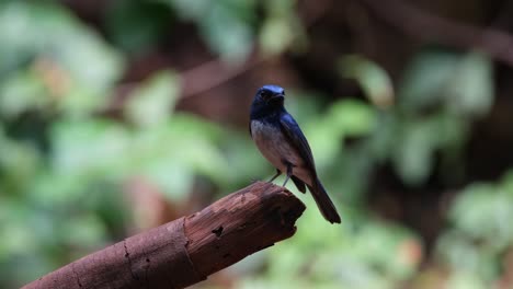 Facing-to-the-left-then-down-and-quickly-looks-towards-the-camera,-Hainan-Blue-Flycatcher-Cyornis-hainanus-Thailand