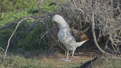 a-Laysan-Albatross-calls-out-before-stepping-out-away-from-her-nest-in-Kanea-Point-Oahu-Hawaii