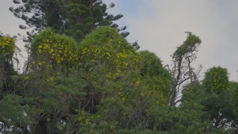 Ein-Überwuchs-Aus-Gelben-Trompetenranken-Umhüllt-Die-Bäume-Mit-Blühenden-Pflanzen-Als-Invasive-Art