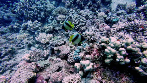 Underwater-View-of-Two-Yellow-Black-Fish-Together-next-to-Pink-Corals-in-Egypt
