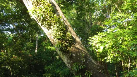 Sonnenlicht-Filtert-Durch-Dichten-Tropischen-Wald-In-Minca,-Kolumbien,-Mit-Schwerpunkt-Auf-Hängenden-Reben-Und-üppiger-Vegetation