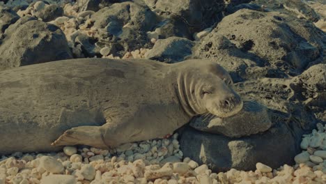close-up-of-a-Hawaiian-Monk-seal-as-he-suns-himself-on-the-rocky-beach-of-Hawaii-Oahu-as-he-squints-into-the-sun