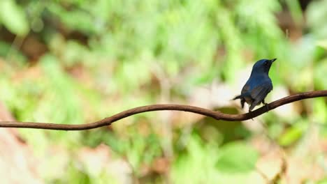 Looking-to-the-right-and-moves-towards-the-dripping-water-to-drink,-Hainan-Blue-Flycatcher-Cyornis-hainanus-Thailand