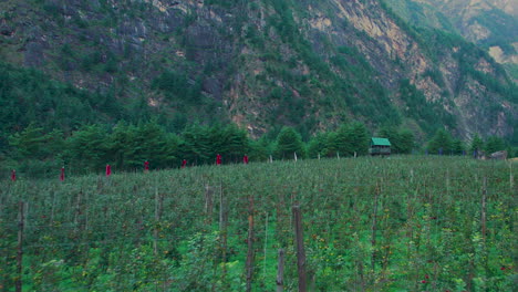 Greenery-of-apple-farm-in-Manang-Nepal,-ree-house-farmers,-Annapurna-region-drone-shot,-landscape,-hills,-fences,-plants,-beauty-nature-4K