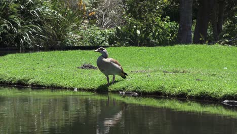 Egyptian-Goose-Sunbathing-In-Kirstenbosch-Botanical-Garden,-Cape-Town,-South-Africa