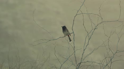 a-Red-Vented-Bulbul-a-songbird-introduced-to-Hawaii-sits-on-a-barren-branch-against-a-pale-backdrop-at-Kaena-Point-Oahu-Hawaii