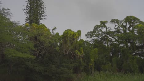 Üppiges-Grünwachstum,-Da-Der-Tropenwald-Von-Invasiven-Pflanzenarten-Wie-Trompetenreben-überwuchert-Wird