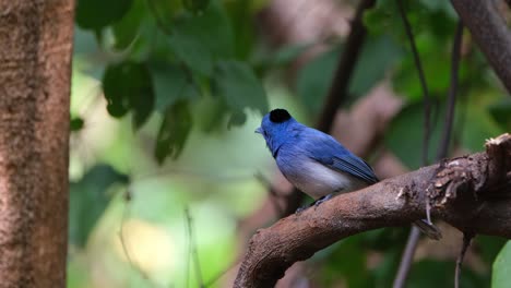 Excited-as-it-looks-around-while-facing-to-the-left,-Black-naped-Monarch-or-Black-naped-Blue-Flycatcher-Hypothymis-azurea,-Male,-Thailand