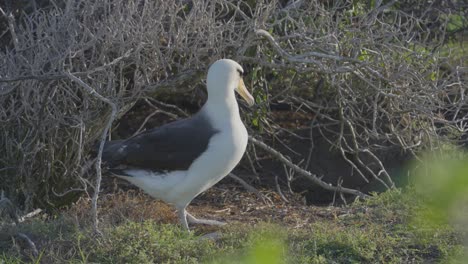 Un-Albatros-De-Laysan-Observa-Su-Colonia-En-La-Isla-De-Oahu-En-Hawaii-Antes-De-Regresar-A-La-Seguridad-De-Su-área-De-Anidación.
