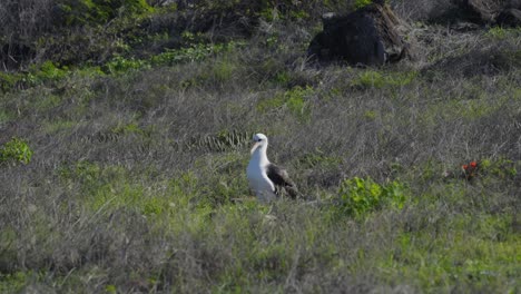Ein-Laysan-Albatros-Bewacht-Die-Nistplätze-Der-Kolonie-Am-Kaena-Point-Im-Westen-Von-Oahu,-Hawaii