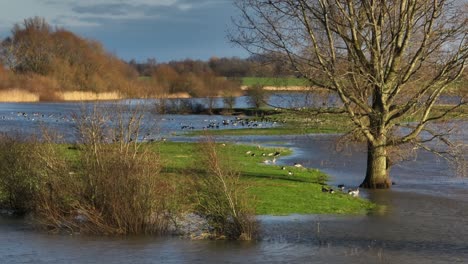 Geese-at-the-banks-of-Lek-River-flooded-with-rain-waters,-Netherlands