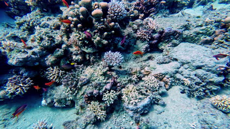 Close-shot-of-corals-and-colorful-fish-school-diving-depths-of-Egyptian-seafloor