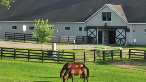 Horses-graze-in-front-of-a-stable-at-the-Kentucky-Horse-Park,-surrounded-by-a-wooden-fence