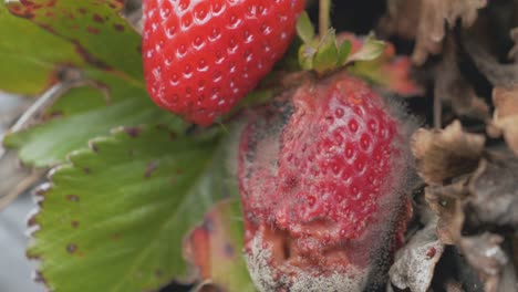 Garden-strawberry-pest-problems-rotten-and-healthy-fruit-CLOSE-UP