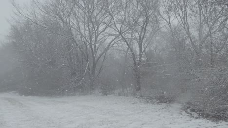 Copos-De-Nieve-Cayendo-Sobre-El-Bosque-Brumoso,-Cámara-Lenta,-árboles-Delgados,-Nieve-En-El-Suelo,-Día