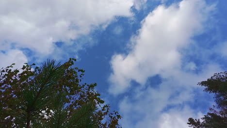 Toma-De-ángulo-Bajo-De-Ramas-De-árboles-Con-Movimiento-De-Nubes-Blancas-A-Lo-Largo-Del-Cielo-Azul-En-El-Fondo-Durante-El-Día