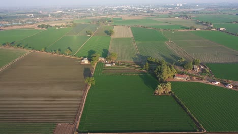 Aerial-drone-view-showing-different-crops-such-as-wheat,-cumin-and-onion-being-planted
