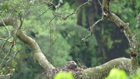 Young-Elang-jawa-on-the-nest-on-the-tree-in-the-wild-life