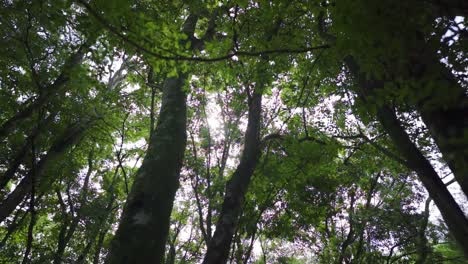 Low-Angle-Aufnahme-Eines-üppigen-Waldes-Mit-Vielen-Bäumen