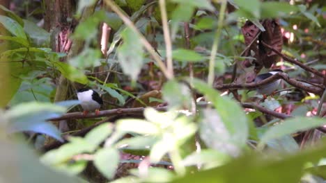 White-Bearded-Manakins-perched-inconspicuously-among-the-dense-foliage-in-Tayrona-National-Park,-Colombia