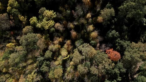 Birds-eye-view-of-autumn-forest-landscape-in-Arbucias,-Girona,-Spain