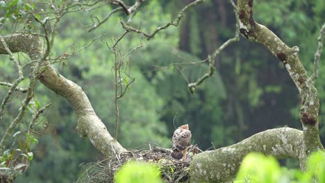 Mother-of-Elang-jawa-with-her-babies-on-the-nest