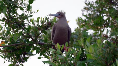 A-adult-dark-morph-red-footed-booby-sits-on-the-branch-of-a-tree-on-Little-Cayman-in-the-Cayman-Islands