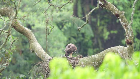 Mother-of-Elang-jawa-with-her-babies-on-the-nest-in-the-wild-life