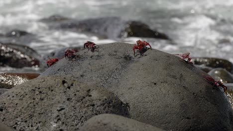 Sally-Lightfoot-crabs-walk-across-a-boulder-as-waves-crash-over-the-rocks-in-the-background-in-the-Glápagos-Islands,-Ecuador