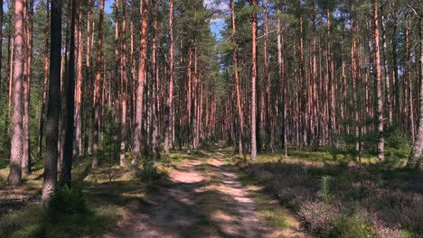 Forest-pine-trees-walk-move-around-through-dreamy-cinematic-straight-path-POV