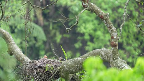 Joven-águila-Halcón-De-Java-En-El-Nido-En-El-árbol-En-La-Vida-Salvaje
