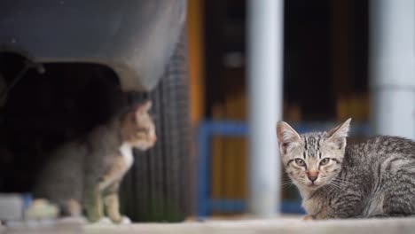 Two-stray-kittens-are-in-the-car-garage