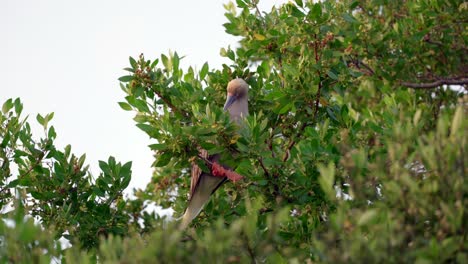 A-red-footed-booby-preens-itself-on-a-branch-in-a-tree-on-Little-Cayman-in-the-Cayman-Islands