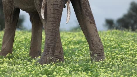 Elefante-Recogiendo-Flores-Amarillas-Con-Su-Trompa-En-Botswana,-De-Cerca