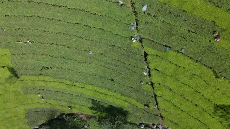 Overhead-drone-shot-group-of-farmers-on-the-tea-plantation-for-harvesting-and-picking-the-tea-leaves
