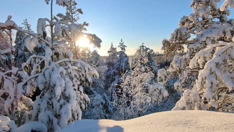 Wunderschönes-Winterwunderland,-Schneebedeckte-Bäume,-Hintergrundbeleuchtung