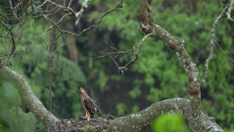 Elang-Jawa,-Ein-Indonesischer-Endemit,-Kommt-Nur-Auf-Der-Insel-Java-Vor-Und-Ist-Einer-Der-Am-Stärksten-Gefährdeten-Raubvögel