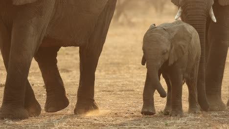 Elephant-Calf-Walking-next-to-its-Mother-in-South-Africa,-Close-Up