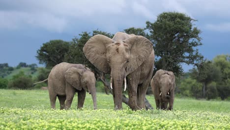 Three-African-Elephants-Eating-Flowers-in-Botswana,-Front-On-Shot