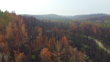 Aerial-view-of-a-forest-with-a-mix-of-healthy-green-and-brown,-dead-or-dying-trees-that-burn-down