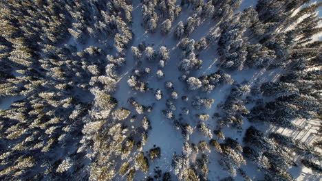 Copas-De-árboles-En-Un-Bosque-De-Pinos-Invernal-En-La-Montaña-Reiterkogel-En-Hinterglemm,-Austria
