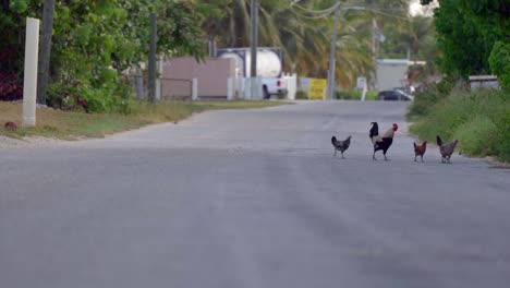 Los-Pollos-Cruzan-La-Calle-En-Pequeño-Caimán-En-Las-Islas-Caimán-En-El-Corazón-Del-Caribe.