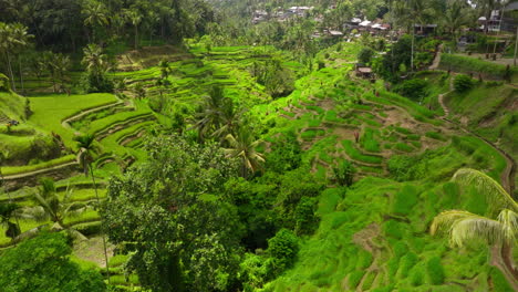 Tegalalang-Rice-Terrace,-Bali-in-Indonesia.-Aerial-forward