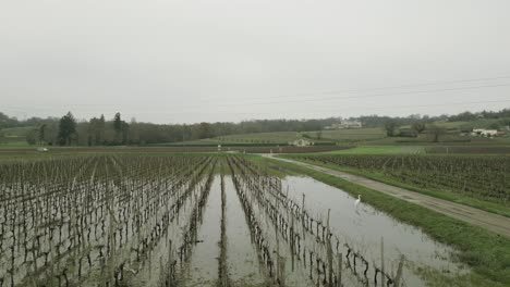 Heron-in-vineyards-on-cloudy-wet-day,-Bordeaux-countryside,-France