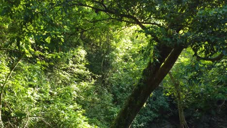 Sonnenlicht-Dringt-Durch-Das-Dichte-Blätterdach-Des-Tropischen-Regenwaldes-Von-Minca-In-Kolumbien-Und-Hebt-Das-Leuchtend-Grüne-Laub-Hervor,-Luftaufnahme