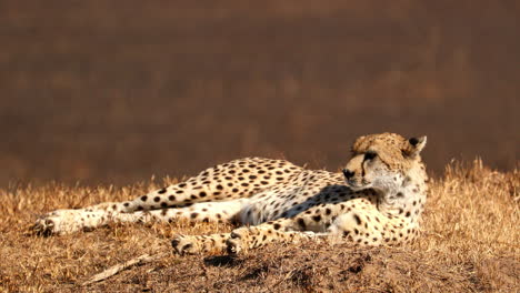 Safari-trucks-passing-a-resting-Cheetah-in-the-sunlight---Closeup